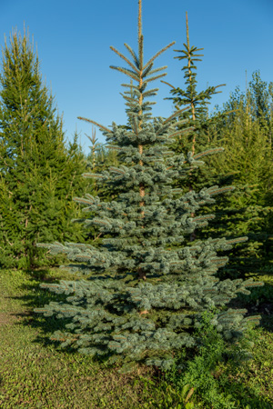 colorado-spruce
