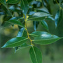 laurel-leaf1a