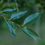 laurel-leaf2a