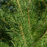 scotch-pine1a
